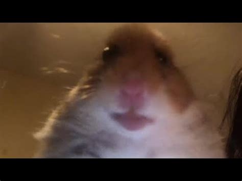 hamster facetime|Hamster Answering A Facetime Call .